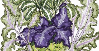 Growing Kale Through the Winter