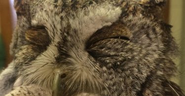 The Wild Truth About Food Litter and Wildlife