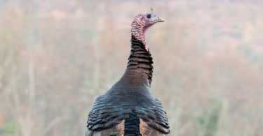 Compleat Naturalist: Turkeys Galore