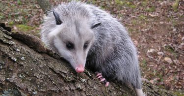 The Wild Truth About Opossums