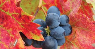 At Thanksgiving, Serve Wines That Give Back