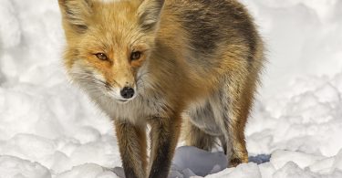 The Wild Truth About Foxes
