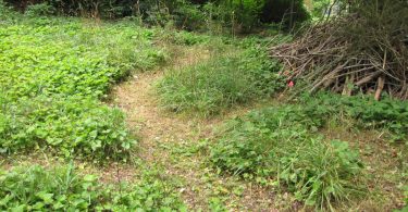 Sharing Your Yard with Wildlife