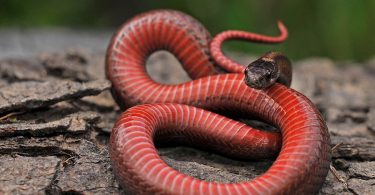 Hibernating This Winter? No, Just Brumating