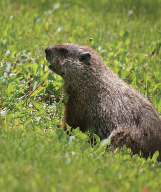 Celebrate Groundhog Day at the Wedge Studios