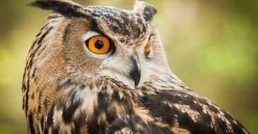 Our Largest Owl Is Nesting