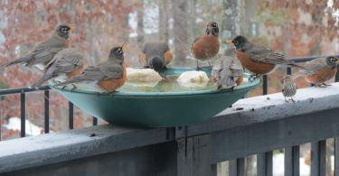 Birds’ Winter Survival Tactics