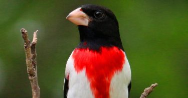 Compleat Naturalist: Igniting That ‘Spark’ for Nature