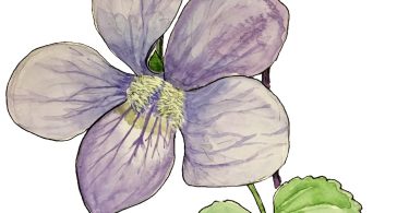 In Bloom: Common Blue Violet