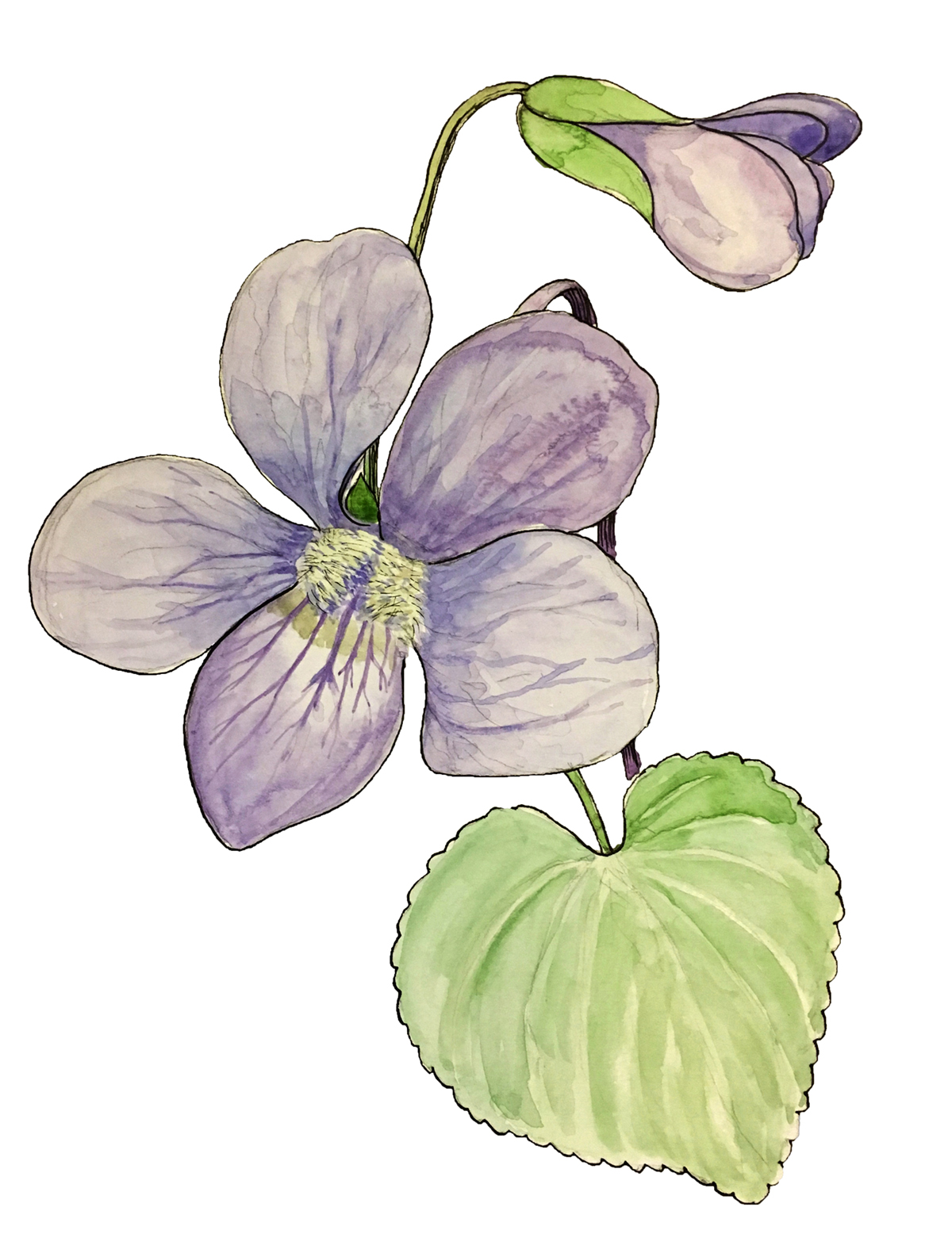 In Bloom: Common Blue Violet