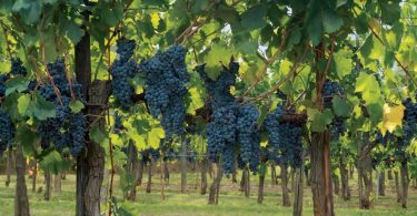 The Grapevine: Mona Lisa’s Wine