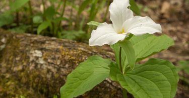 Compleat Naturalist: Spring Bursts on the Mountains