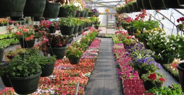 First Step Farm of WNC Offers Healing