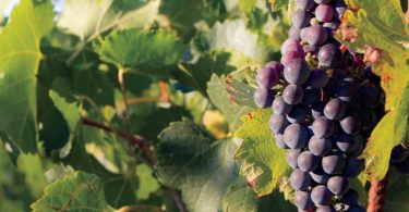 April Showers: Effects of Water on Vines