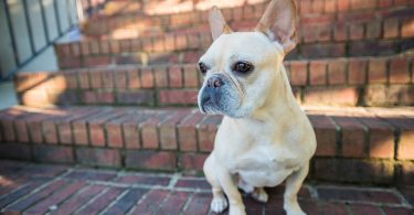 Western Carolina Veterinary Surgery