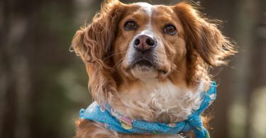 REACH Veterinary Off ers Lifesaving Services for Pets