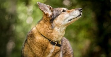 Pet Photos: A Lasting and Treasured Keepsake