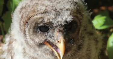 Animals Rarely Abandon Their Young