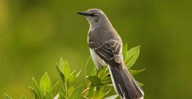 Listen to the Mockingbird