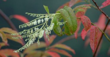 The Sweet Bloom of the Sourwoods