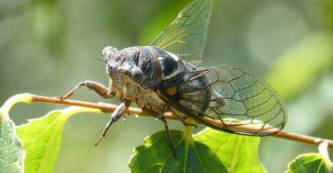 The Sounds of Summer: Insect Choruses