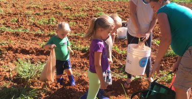 Gleaning Project Collects, Distributes Leftover Harvest