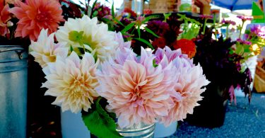 Jackson County Farmers Market