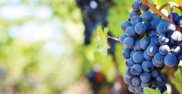 Back to (Wine) School
