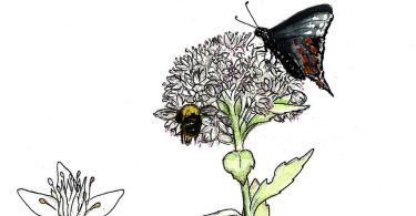 In Bloom: Live Forever Sedum