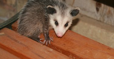 The Wild Truth About Humane Critter Removal