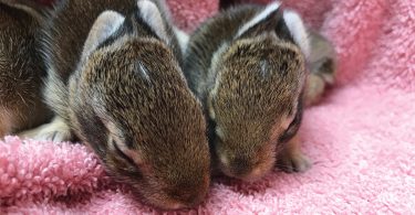 Appalachian Wild Urgent Care Facility