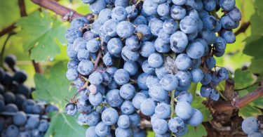 Harvesting the Riches of the Vine