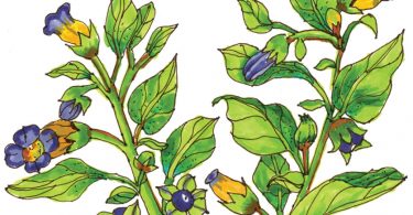 That Eden of Poisonous Flowers