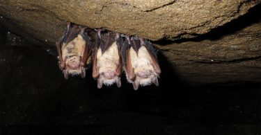 We Need Bats, So Show Them Some Love