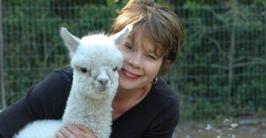 The Alpaca Bedding Co.