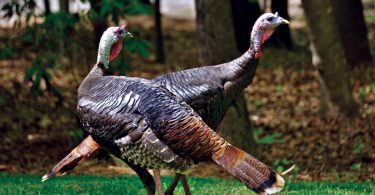 Turkeys Are Not As Dumb As You Think