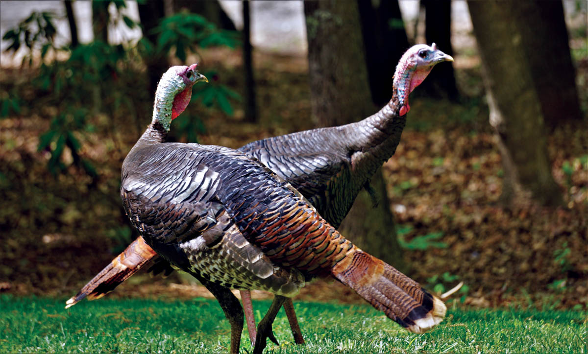 Turkeys Are Not As Dumb As You Think