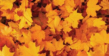 Compleat Naturalist: Leave the Leaves