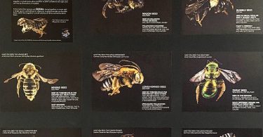 New Exhibit at Asheville Museum of Science