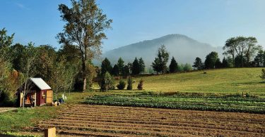 Eat Your View: Carrots Don’t Grow on Trees