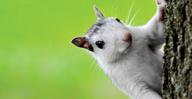 The Wild Truth: Squirrels Are Nature's Seed Dispensers