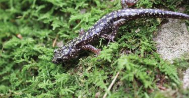 Polk County Inventory Uncovers Amazing Biodiversity