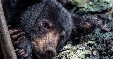 Black Bears and Sleep