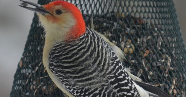 Wintertime Birdwatching