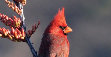 Favorite Bird Profile: Northern Cardinal