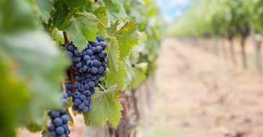 Cabernet Franc: An Unsung Hero