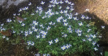 Spring Ephemerals, Spring Ephemerals