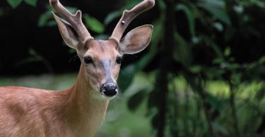 Delighting in Deer Sightings