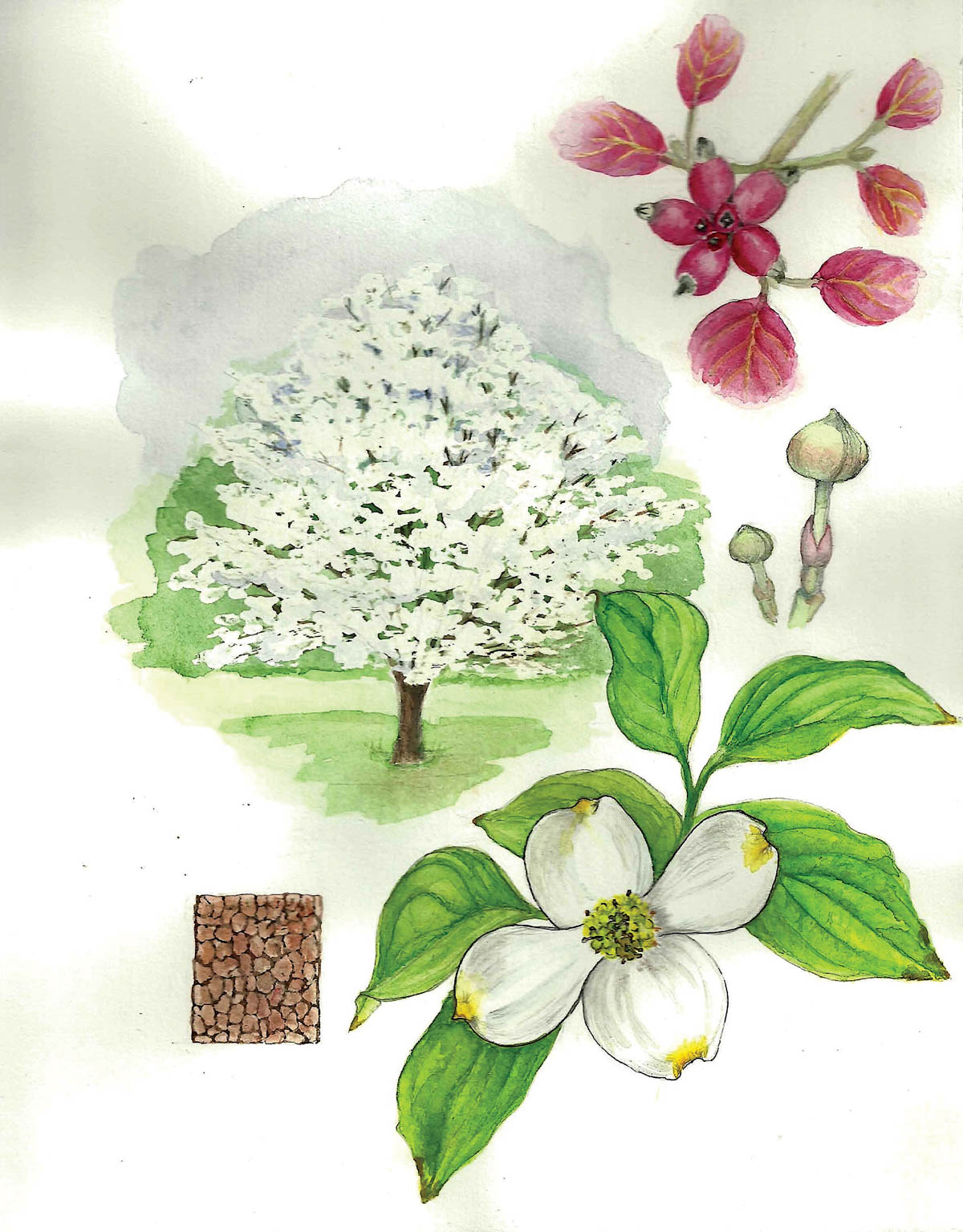 in bloom: flowering dogwood - the laurel of asheville