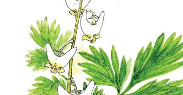 In Bloom: Dutchman’s Breeches